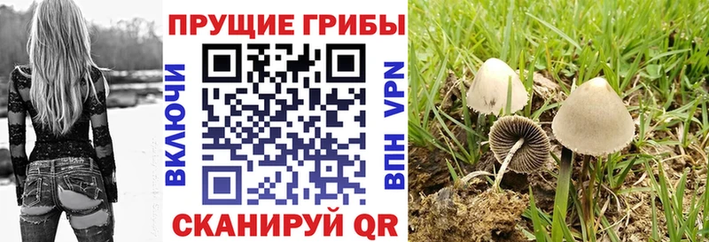 Галлюциногенные грибы Psilocybine cubensis  Купить  Фрязино 